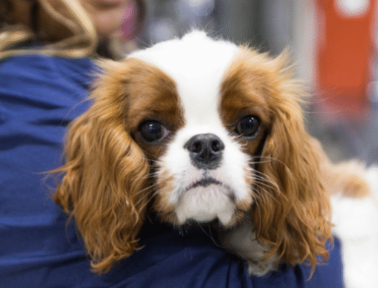 SoCal Veterinary Hospital