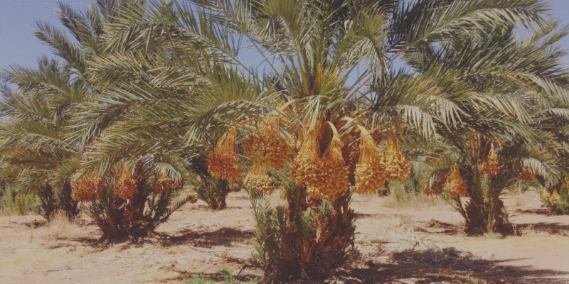Golden Dates Farm