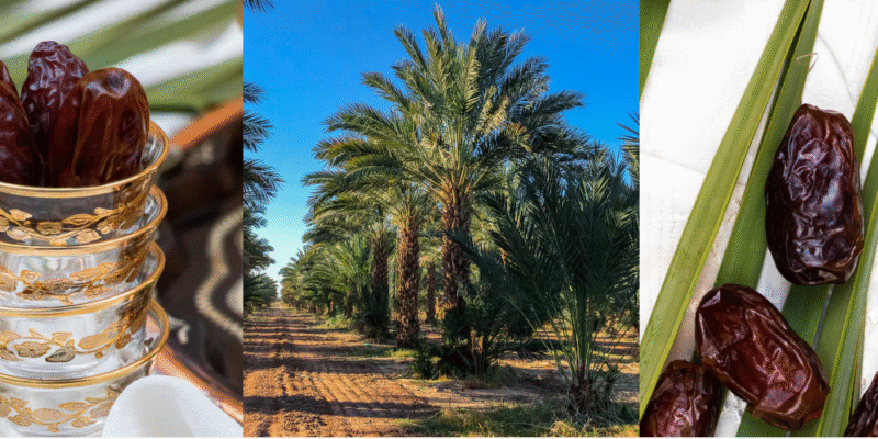 Golden Dates Farm